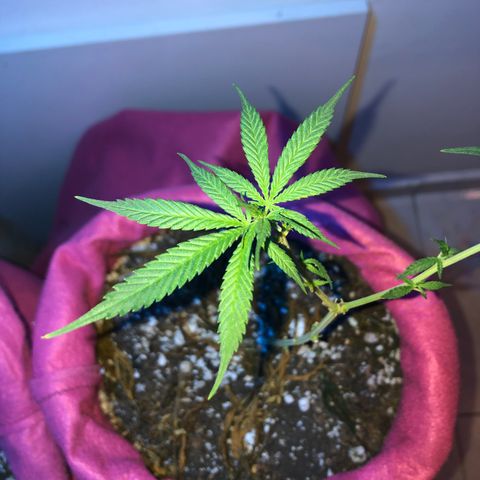 Big sister growlog photo: Indo firme e forte