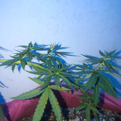 Baby sister growlog photo: 😴