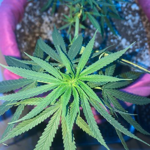 Baby sister growlog photo: 😴