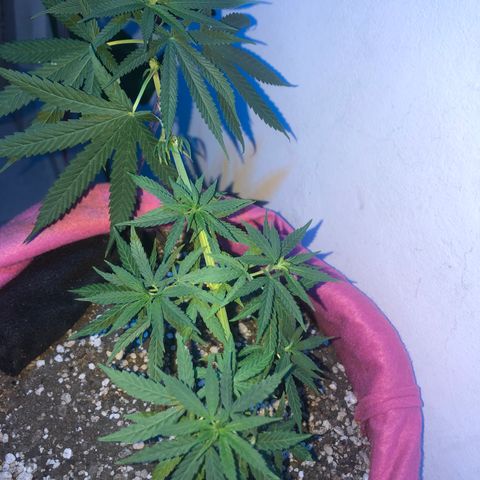 Baby sister growlog photo: 😴