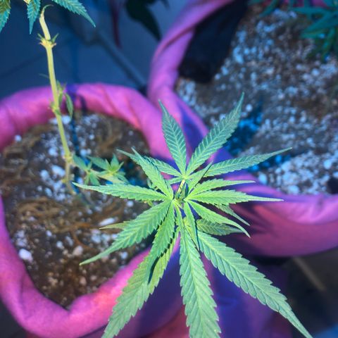 Big sister growlog timeline photo