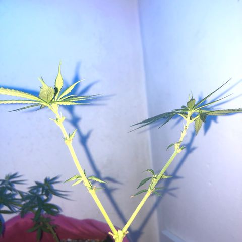 Big sister growlog timeline photo