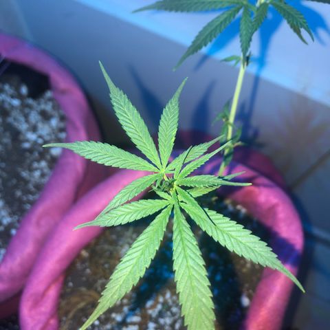 Big sister growlog timeline photo