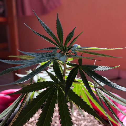 Baby sister growlog photo: Noticias da garota: trabou por muitos dias (acertei a luz) e ela voltou a crescer. Por isso tantos dias sem fotos! 