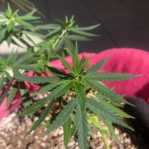 Baby sister growlog photo: Noticias da garota: trabou por muitos dias (acertei a luz) e ela voltou a crescer. Por isso tantos dias sem fotos! 
