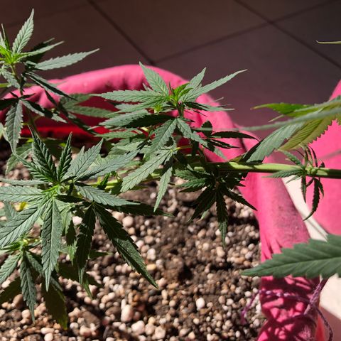 Baby sister growlog photo: Noticias da garota: trabou por muitos dias (acertei a luz) e ela voltou a crescer. Por isso tantos dias sem fotos! 