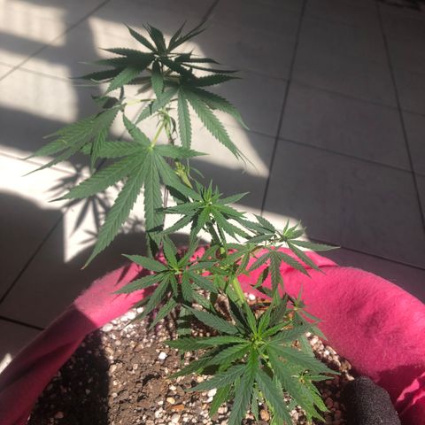 Baby sister growlog photo: Noticias da garota: trabou por muitos dias (acertei a luz) e ela voltou a crescer. Por isso tantos dias sem fotos! 