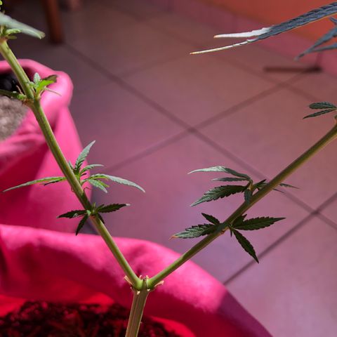 Big sister growlog photo: Garotinha crescendo novamente! Uhu!!