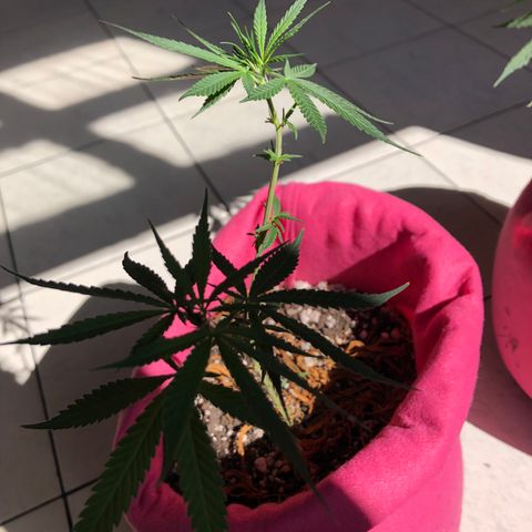 Big sister growlog photo: Garotinha crescendo novamente! Uhu!!