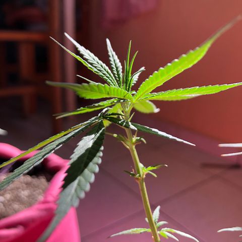 Big sister growlog photo: Garotinha crescendo novamente! Uhu!!