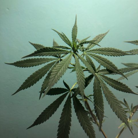 Big sister growlog photo: Os primeiros dois pistilos 🥰