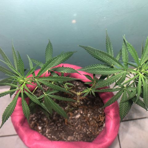 Big sister growlog photo: Os primeiros dois pistilos 🥰
