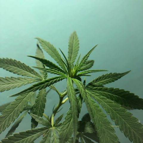Big sister growlog photo: Os primeiros dois pistilos 🥰