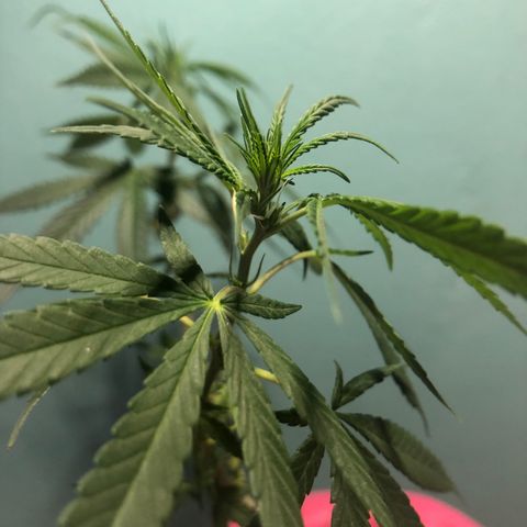 Big sister growlog photo: Os primeiros dois pistilos 🥰