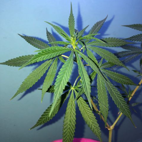 Big sister growlog photo: Os primeiros dois pistilos 🥰