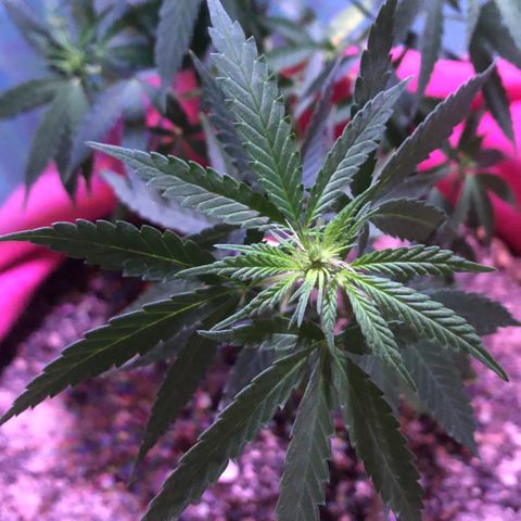 Baby sister growlog photo: Nenem cheia de pistilinhos 🥰🥰