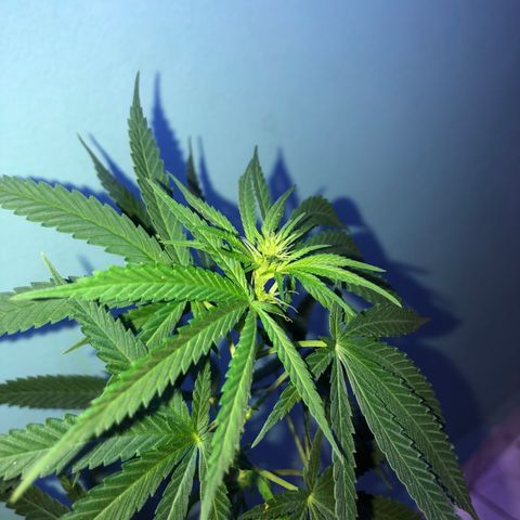 Baby sister growlog photo: Nenem cheia de pistilinhos 🥰🥰