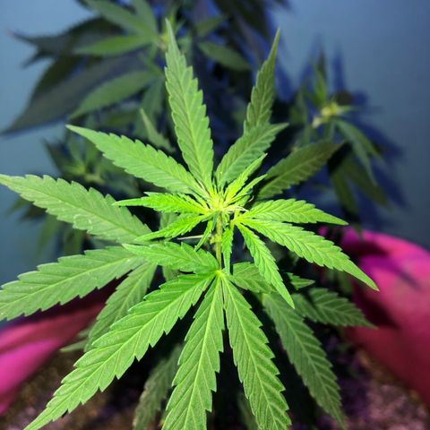 Baby sister growlog photo: Nenem cheia de pistilinhos 🥰🥰