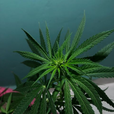 Baby sister growlog photo: Nenem cheia de pistilinhos 🥰🥰
