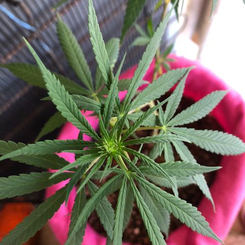 Big sister growlog timeline photo