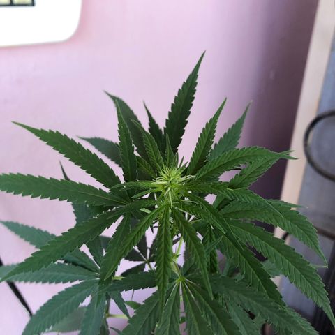 Baby sister growlog timeline photo