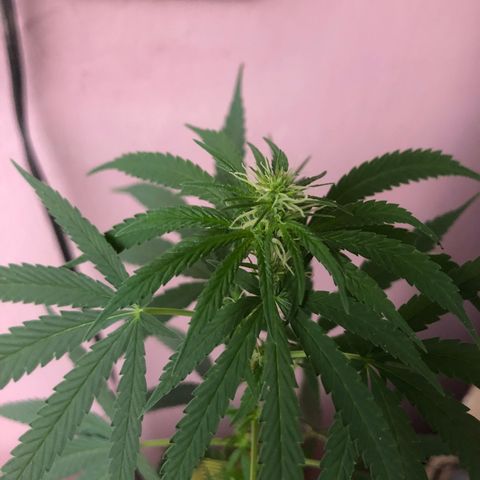Baby sister growlog timeline photo