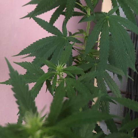 Baby sister growlog timeline photo