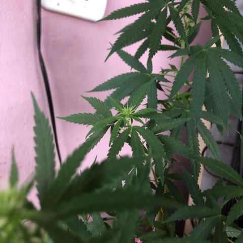 Baby sister growlog timeline photo