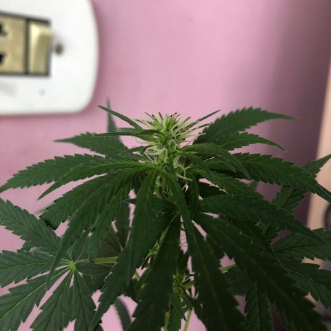 Baby sister growlog timeline photo