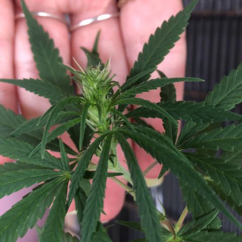 Big sister growlog timeline photo