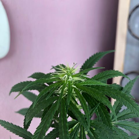 Baby sister growlog timeline photo