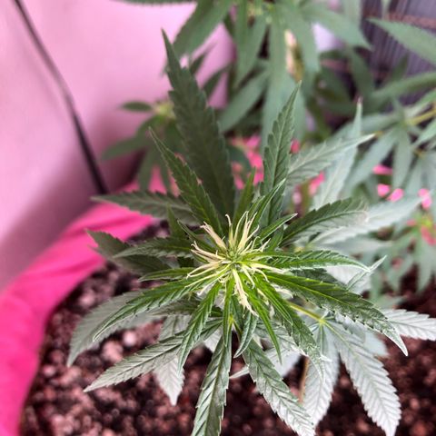 Baby sister growlog timeline photo