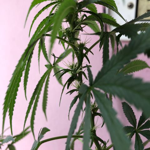 Baby sister growlog timeline photo