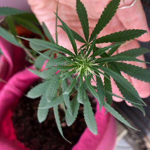 Big sister growlog timeline photo
