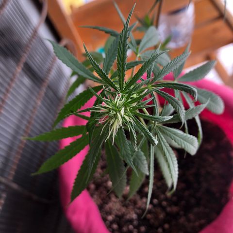 Big sister growlog timeline photo