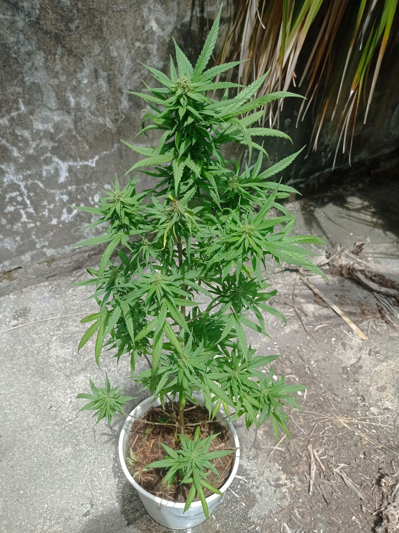 Unknown strain growlog header