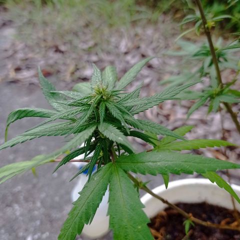 Unknown strain growlog photo