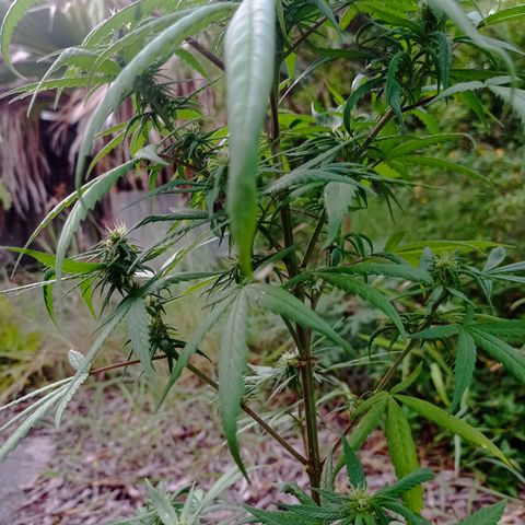 Unknown strain growlog photo