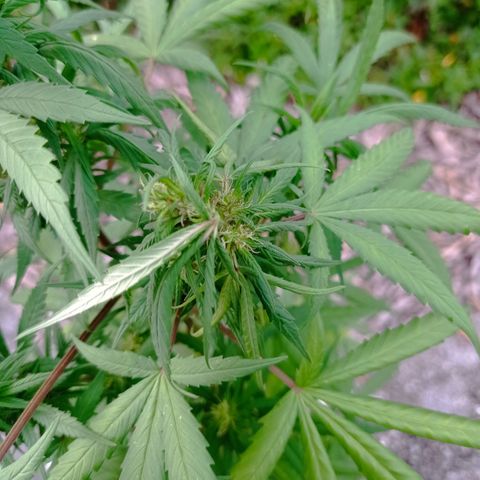 Unknown strain growlog photo