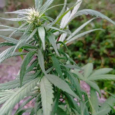 Unknown strain growlog photo