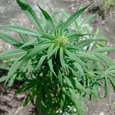 Unknown strain growlog photo: Update1bud was dying had to be removed.