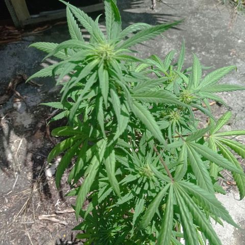 Unknown strain growlog photo: Update1bud was dying had to be removed.