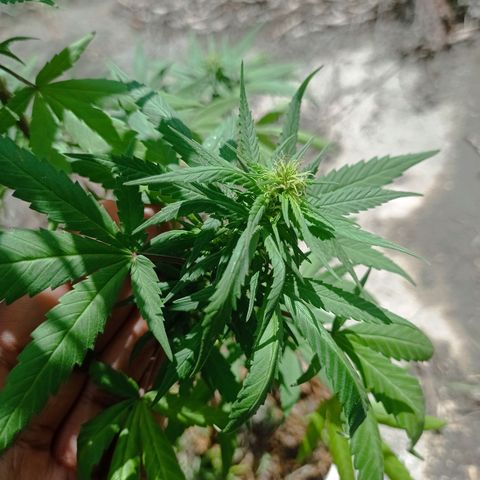 Unknown strain growlog photo: Update1bud was dying had to be removed.