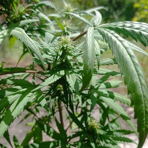 Unknown strain growlog photo: Update1bud was dying had to be removed.