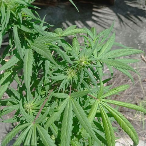 Unknown strain growlog photo: Update1bud was dying had to be removed.