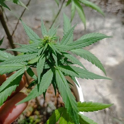 Unknown strain growlog photo: Update1bud was dying had to be removed.