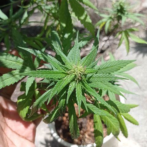 Unknown strain growlog photo: Start of week 3 flowering 