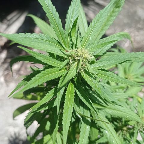 Unknown strain growlog photo: Start of week 3 flowering 