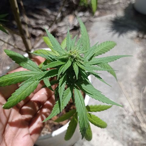 Unknown strain growlog photo: Start of week 3 flowering 