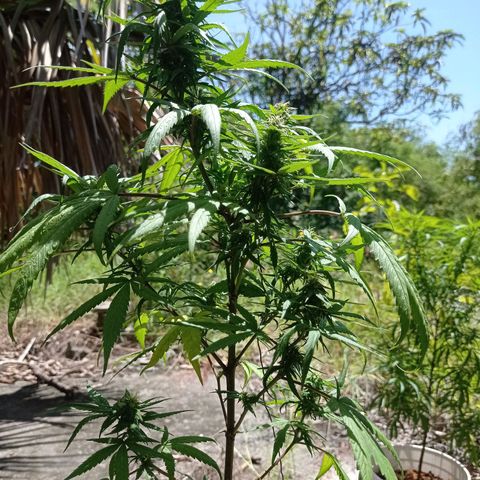 Unknown strain growlog photo: Start of week 3 flowering 